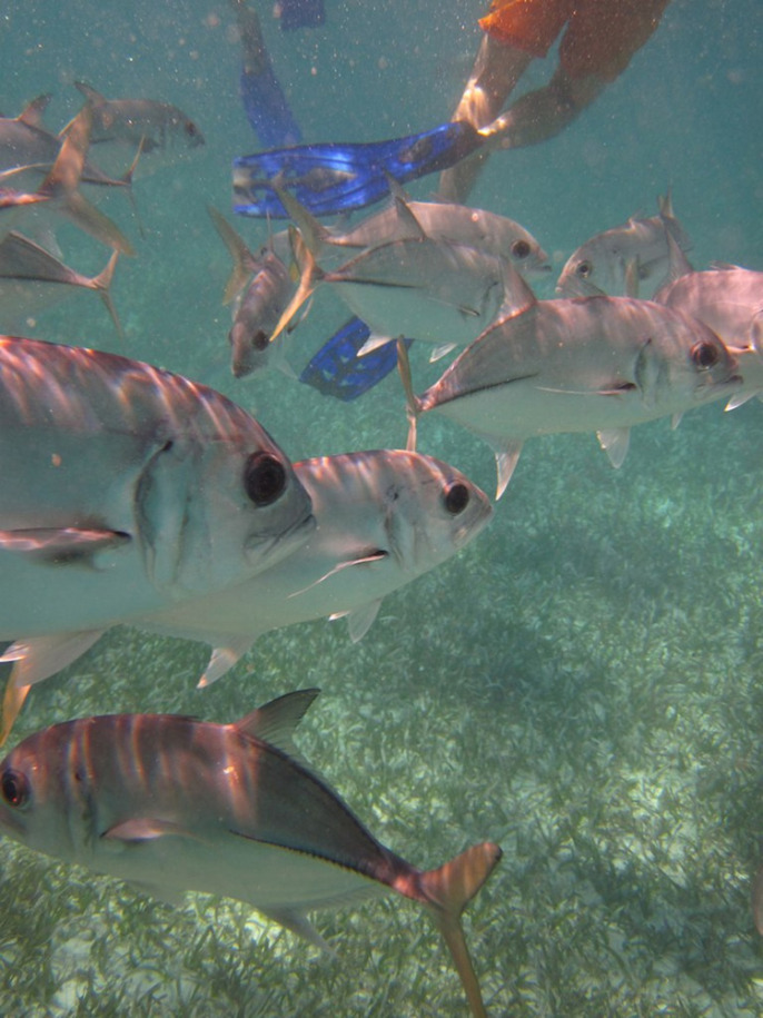 snorkelers and fish.jpg